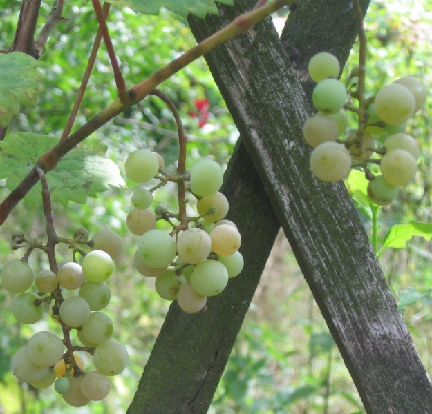 Plik:Dubl-gr 24082022.JPG