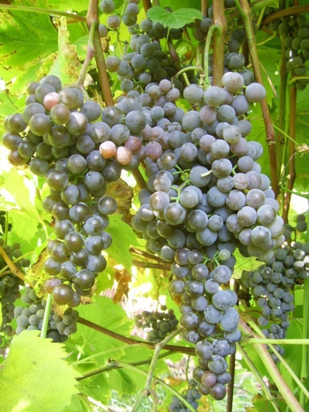 Plik:Frontenac Gris-gr2.jpg