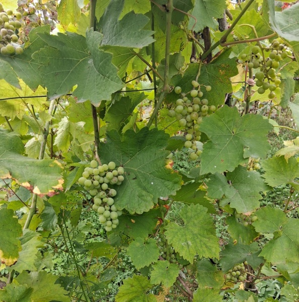 Plik:20250823 zamatos.jpg