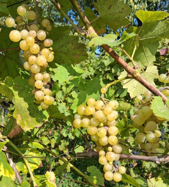 Plik:20250912 Zamatos.jpg