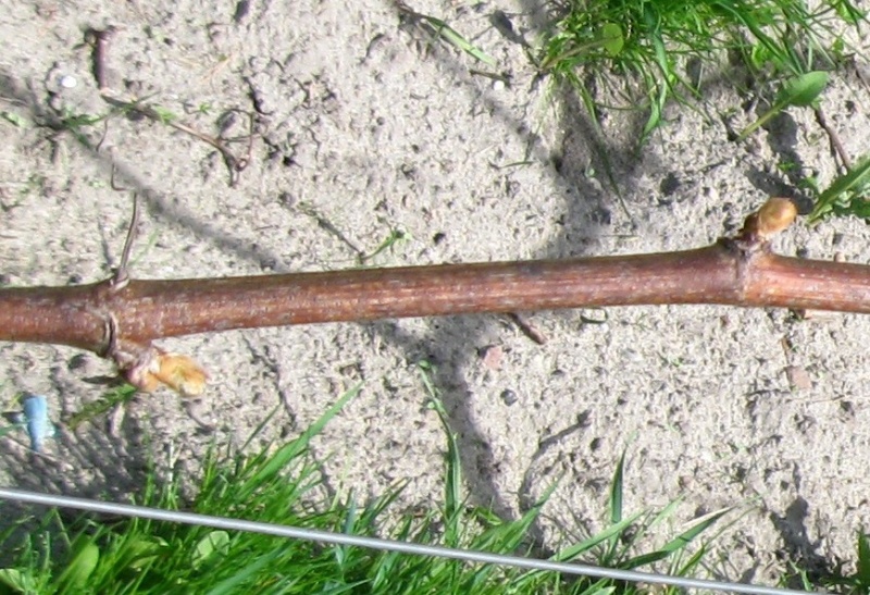 Plik:Kristaly-pąki 1.jpg