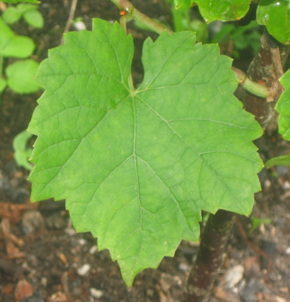 Plik:05082023 Castel 19-637 L.JPG