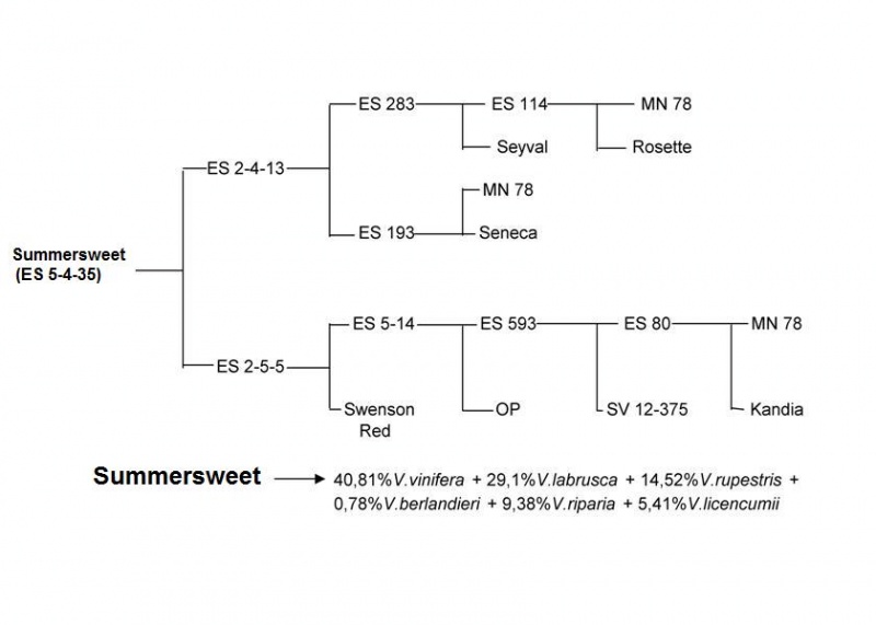 Plik:Summersweet-drz.jpg