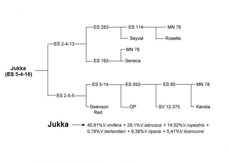 Plik:Jukka-drz.jpg