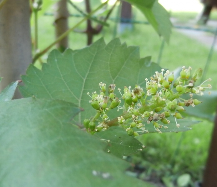 Plik:Marquette Kwitnienie.JPG