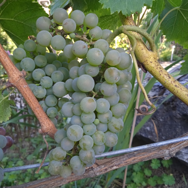 Plik:IMG 20230921 grona.jpg