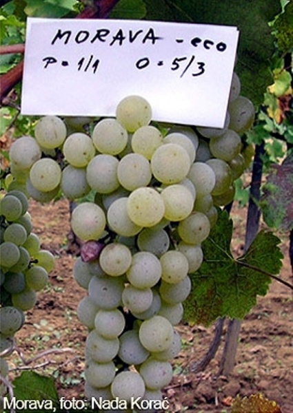 Plik:Morava - grono (Serbia).jpg