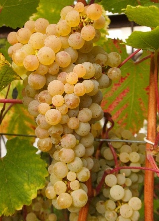 Rizling Georgina - grona 04/10/2025; foto: AndrzejG