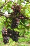 Pinot noir précoce – ostatnia faza veraison