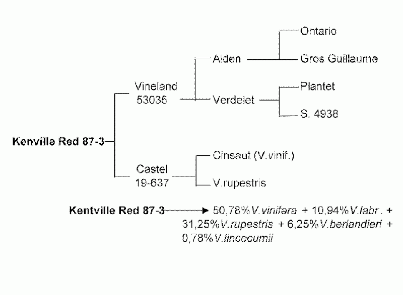 Plik:Kentville Red-drz.gif