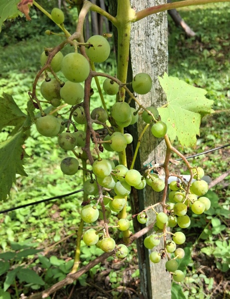 Plik:20250824 Villard N.jpg