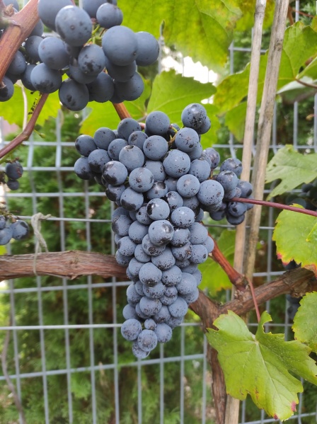 Plik:PR 20251008.jpg