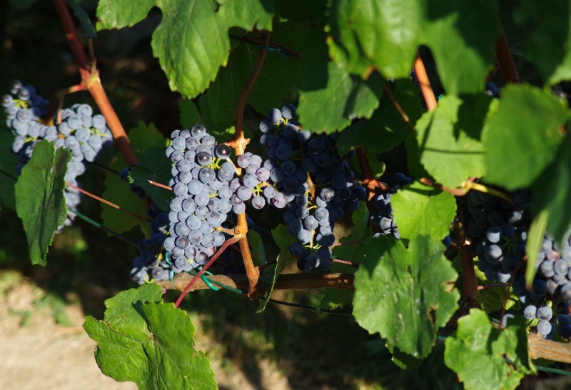 Plik:Pannon Frankos 1.jpg