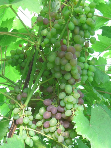 Plik:12072018 KZ.jpg