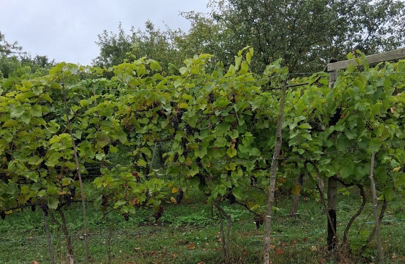 Plik:20250907 Marguette.jpg