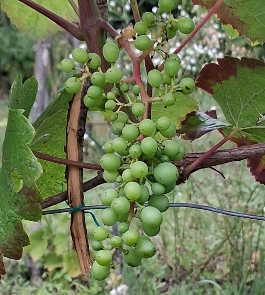 Plik:20250805 PR.jpg