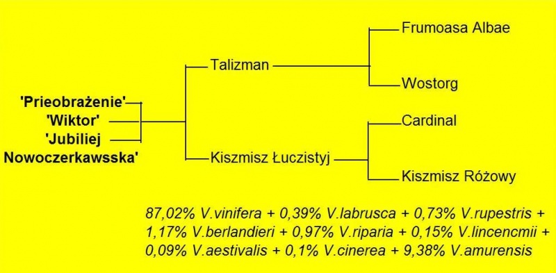 Plik:3ka Krajnowa drzewko.jpg