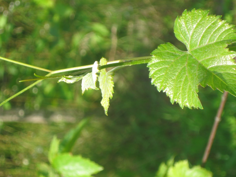 Plik:SG-k 12082022.JPG