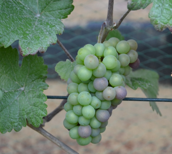 Plik:Pinot Wrotham veraison 1 1200.JPG