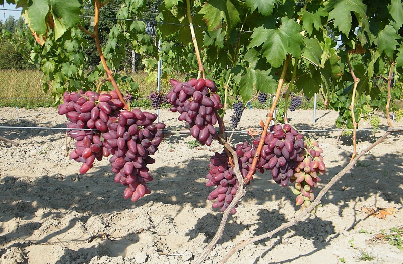 Plik:40. Dubowski Różowy 2025.JPG