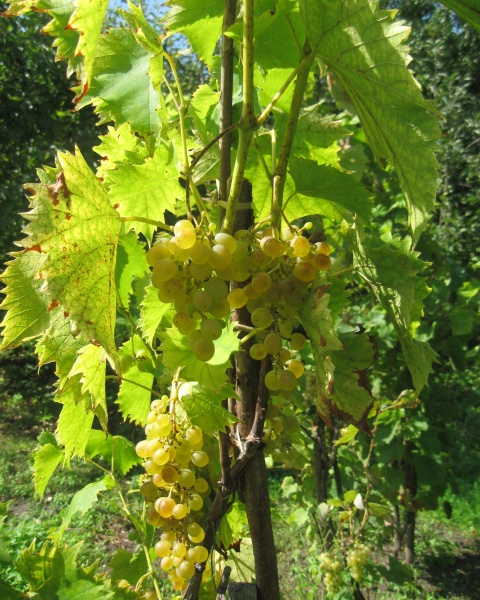 Plik:23082019-Heunisch krzew.jpg