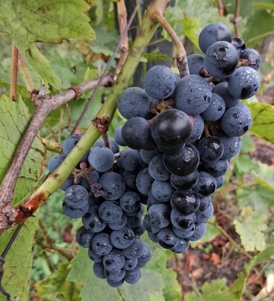 Plik:20250907 Dorsa.jpg