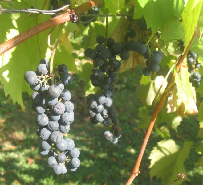 Plik:Frontenac 21092024.JPG