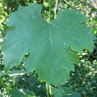 Merlot - liść, Foto: ZbyszekB