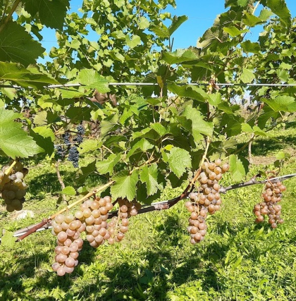 Plik:Oleg - grona.jpg