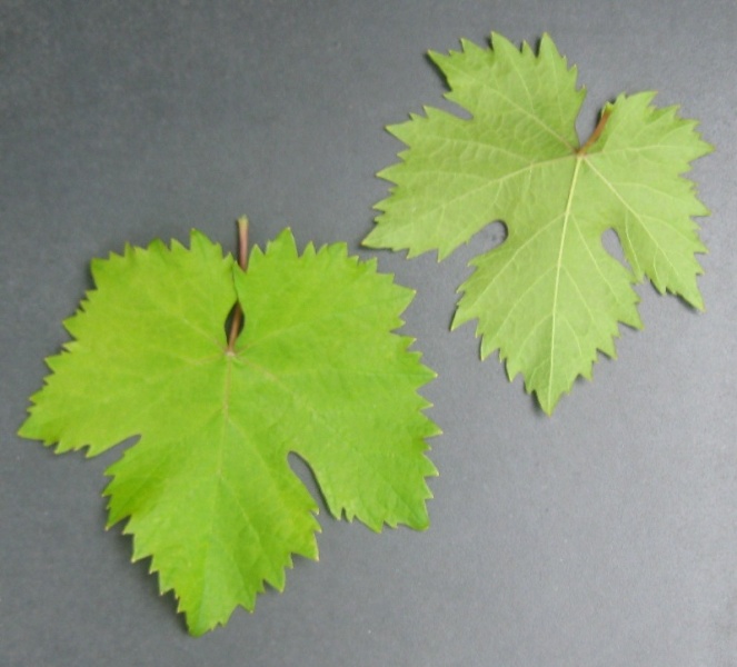 Plik:Frumoasa Albae-L.jpg