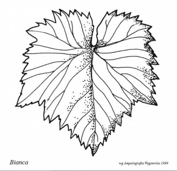 Plik:Bianca - profil liścia.jpg