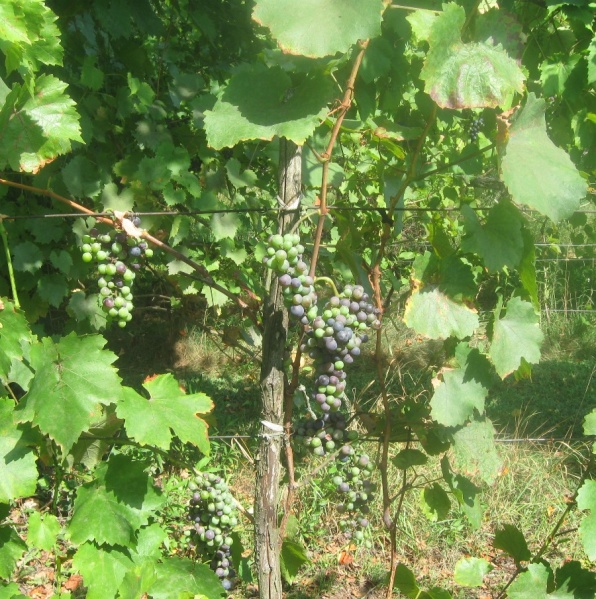 Plik:23082023 Oporto.JPG