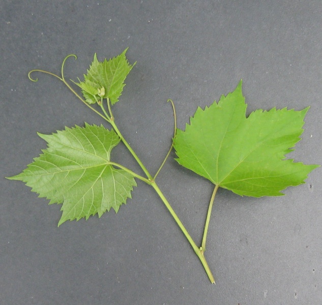 Plik:02072020 M-Joffre-k1.JPG