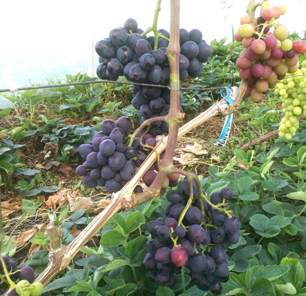 Plik:2. Podarok Nieswietaja 2025.jpg