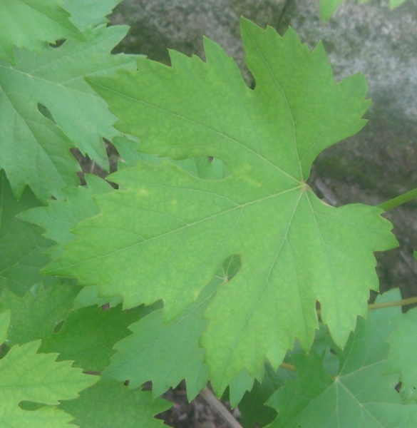 Plik:BajkonurL 23062023.JPG