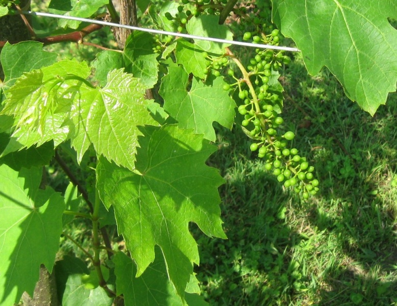 Plik:27062020 Oberlin Noir.JPG