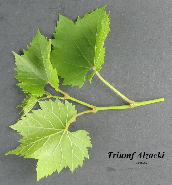 Plik:12062017 Triumf Alzacki-k.JPG