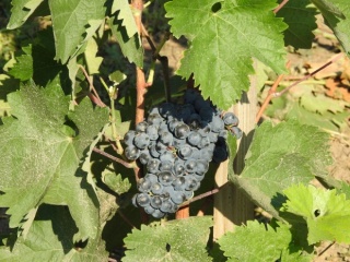 Negru de Dragasani - grono;foto:RobertR