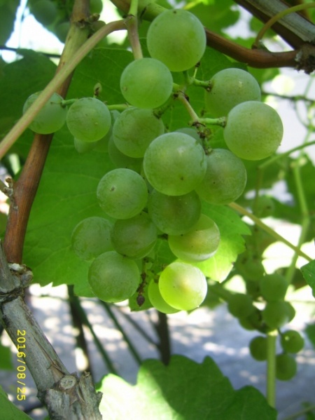 Plik:Praire Star-Dz-gr1.jpg