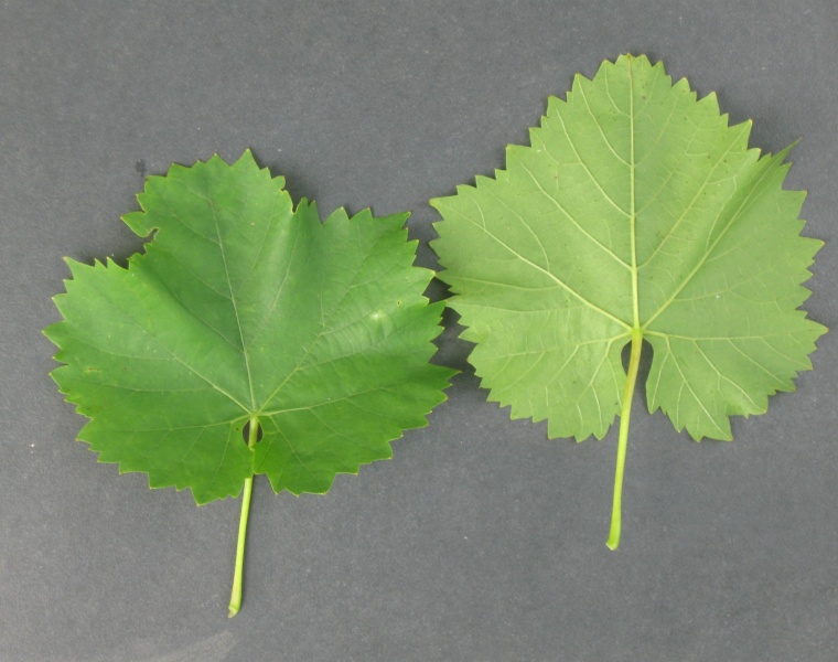 Plik:Kazaczka L1 09082022.JPG