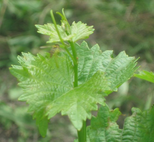 Plik:17082023 Kretos-k.JPG