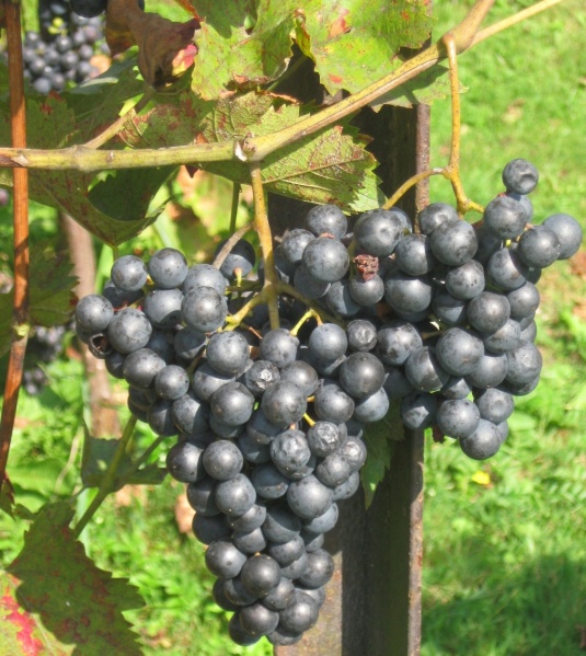 Plik:07092018 Sirame.jpg