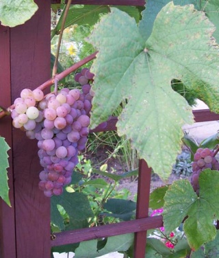 Canadice - grono i lisc Foto: Krystyna Kocik