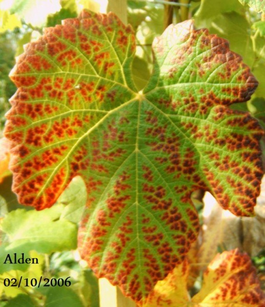 Plik:Alden-L1.jpg