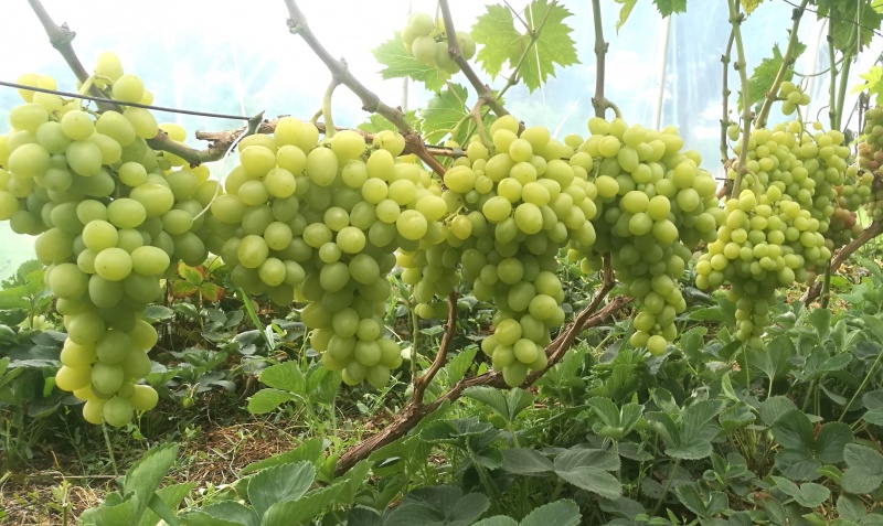 Plik:6. Arkadia 2025.jpg