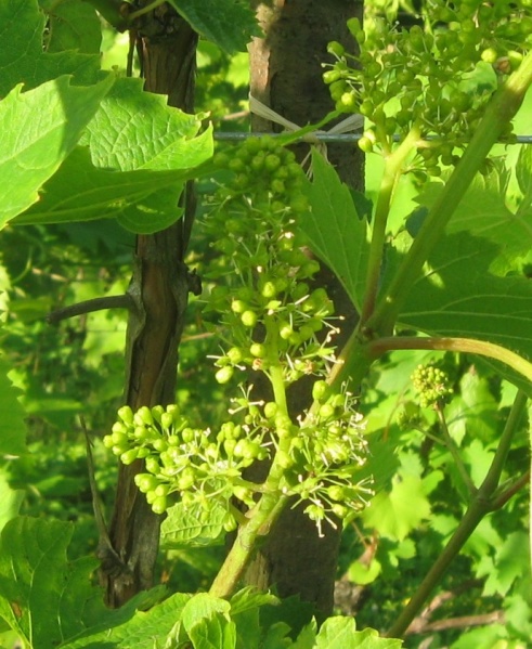 Plik:23062020 Sirame.JPG