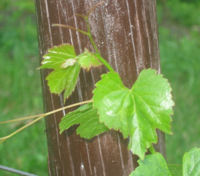 Plik:14082023 Arandel.JPG