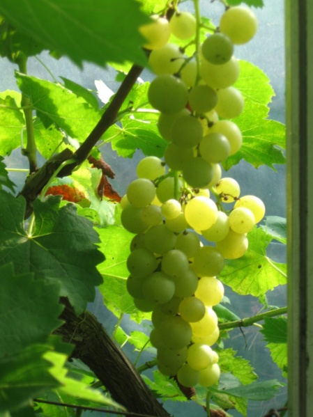 Plik:Narancsizu 20082022.JPG