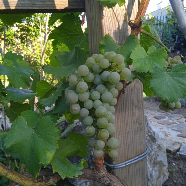 Plik:IMG 20230921 grono.jpg