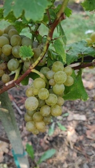 Frajla - grona 05/09/2025; foto:RobertR